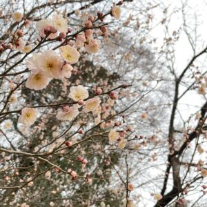 山崎公園の梅